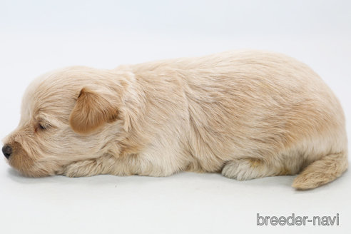 成約済の神奈川県のマルプー:マルチーズ×トイプードル-326793の2枚目